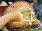 Tüskés tőkegomba (Pholiota squarrosa), Bakony